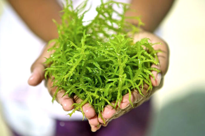 Seaweed