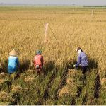 Defisit 30 Ribu Ton, Pemerintah Bengkulu Dorong Peningkatan Produksi Padi