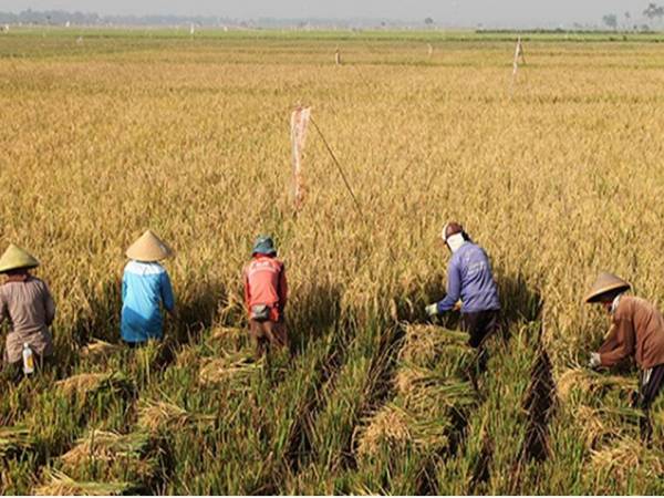 Defisit 30 Ribu Ton, Pemerintah Bengkulu Dorong Peningkatan Produksi Padi